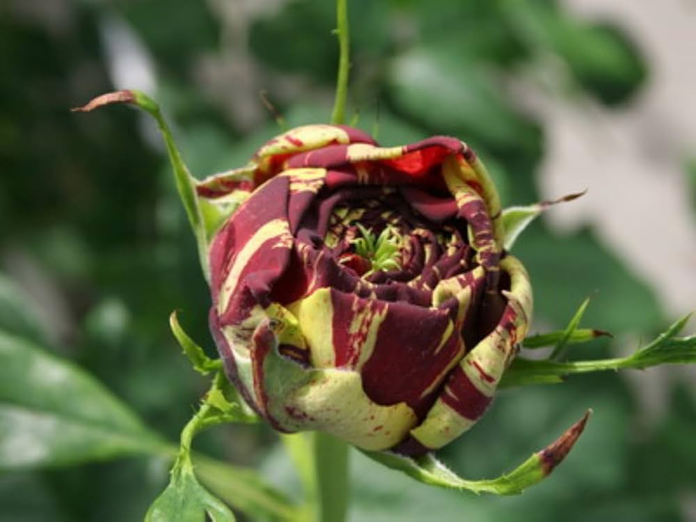 Osiria Rose Rosa spp. for planting in rose garden