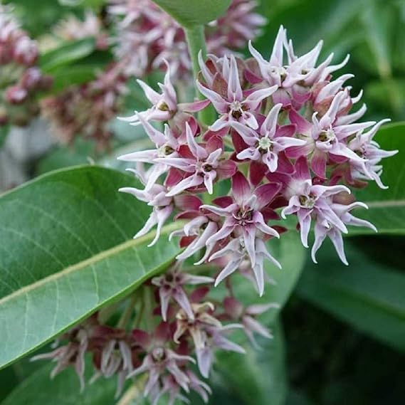 Asclepias Speciosa Seeds For Monarchs - Milkweed Flower Planting Guide