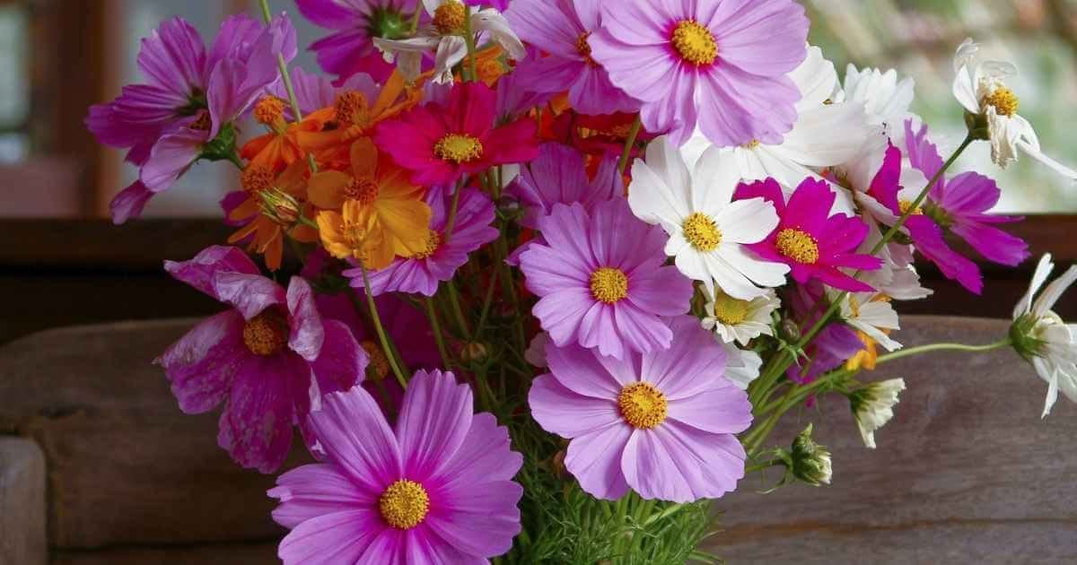 Kosmos-Blumensamen Cosmos bipinnatus for planting in flower bed