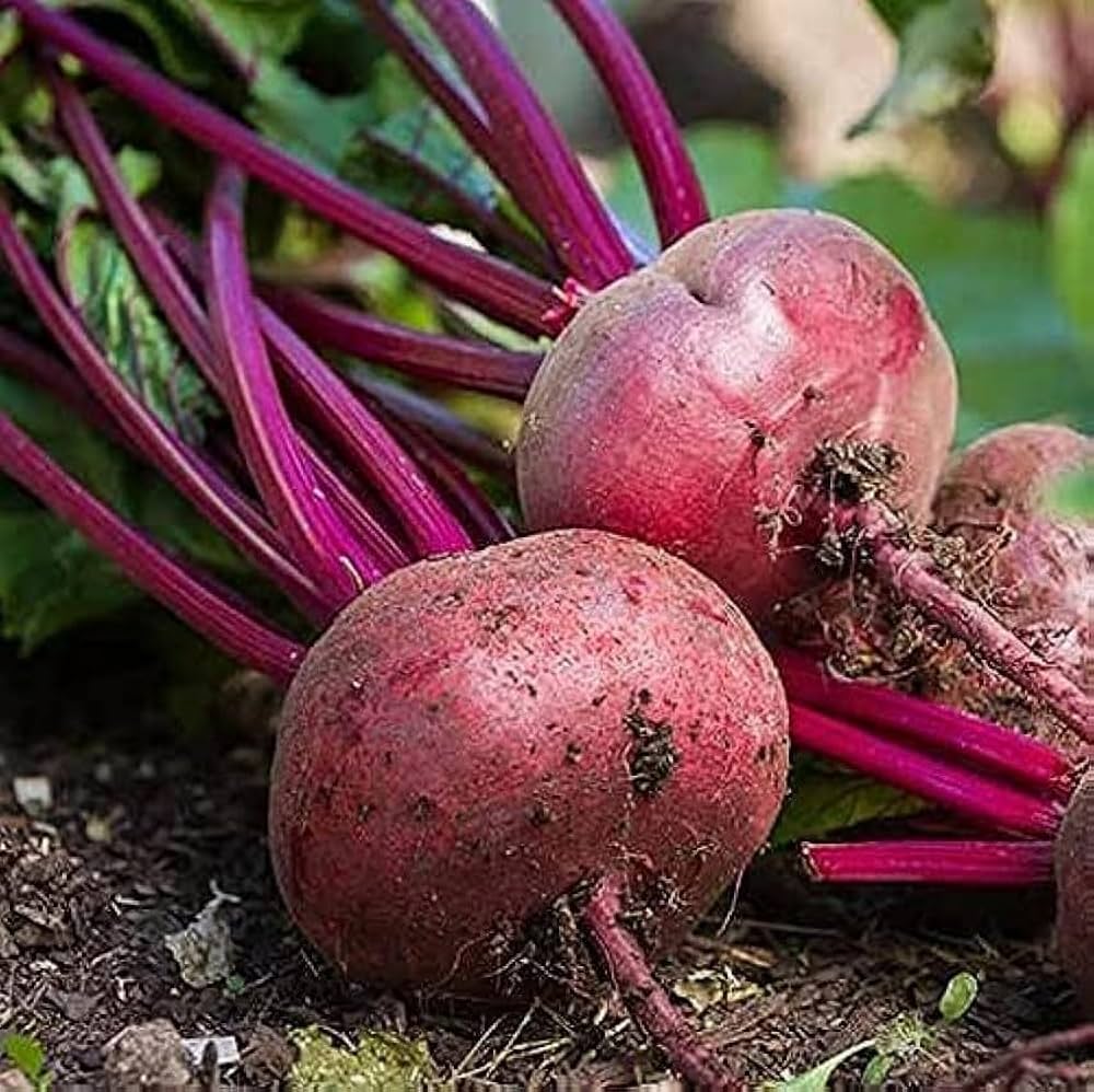 Beetroot Beta vulgaris for planting in urban garden