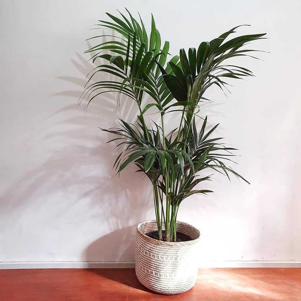 Kentia Palm Howea forsteriana for planting in indoor garden