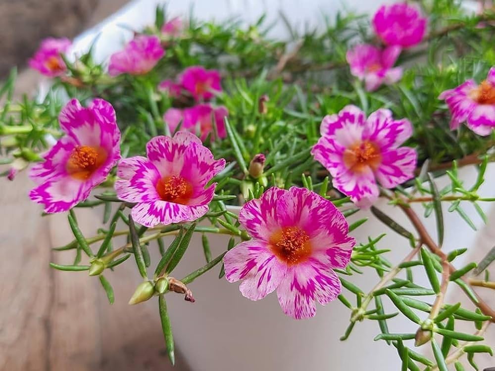 Portulaca Portulaca grandiflora Seeds for planting in flower bed
