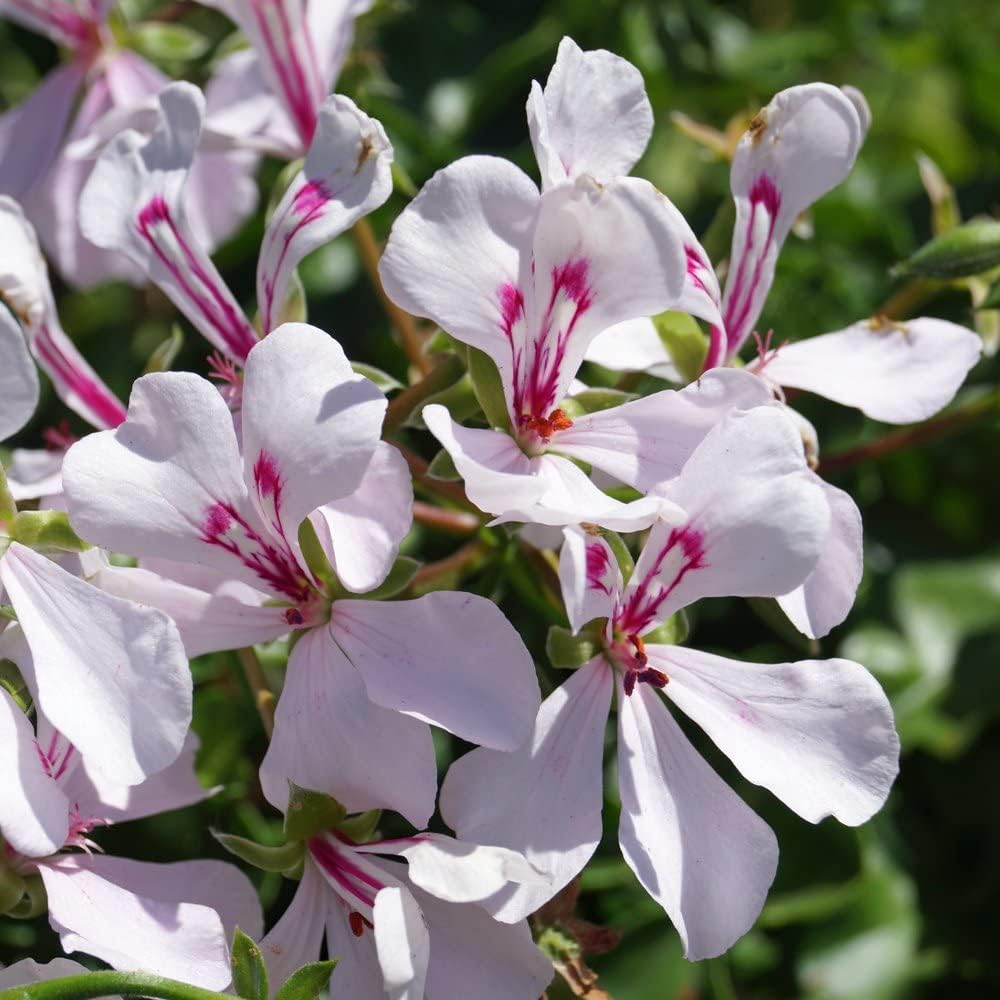 Purple White Geraniums Flower seeds for Planting - Premium Quality, Heirloom & GMO Free Seeds for Home Garden
 
 Sale for planting in home garden