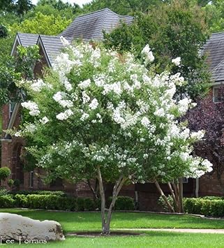 Pink Crape Myrtle Flower seeds for Planting - Colorful Display, Heirloom & GMO Free Seeds for Home Garden
 
 Sale seeds for planting in home garden