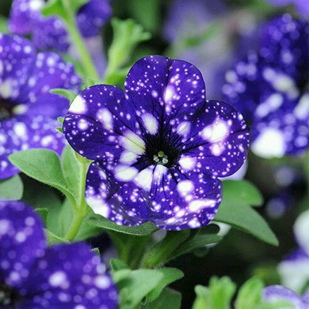 Blue & White Petunia Flower seeds for Planting - Premium Quality, Heirloom & GMO Free Seeds for Home Garden
 
 Sale for planting in home garden.
