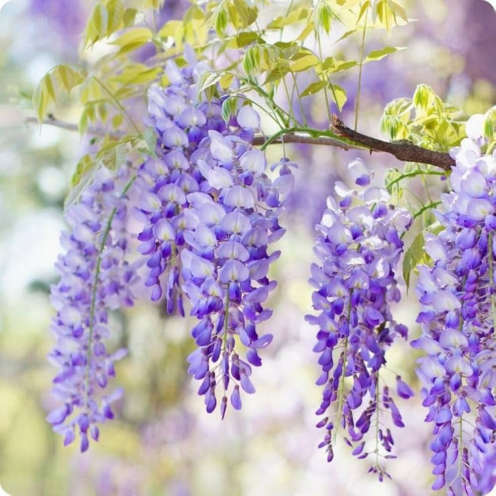Wisteria sinensis Purple Flower Seeds for Stunning Pergola and Landscape Blooms