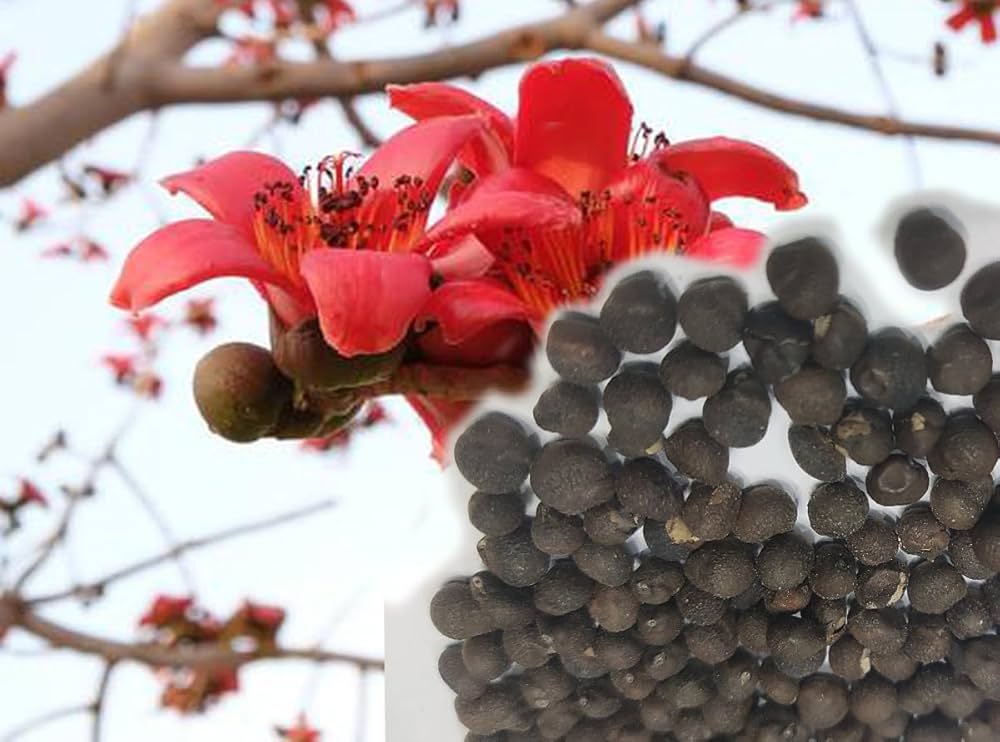 Red Cotton Tree Seeds for Unique, Tropical Red Flowering Trees