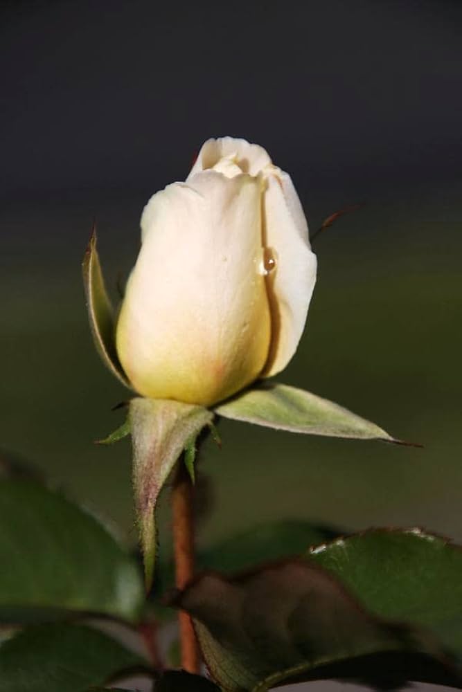 Cream Dragon Rose Flower seeds for Planting - Shade Tolerant, Heirloom & GMO Free Seeds for Home Garden
 
 Sale seeds for planting in home garden