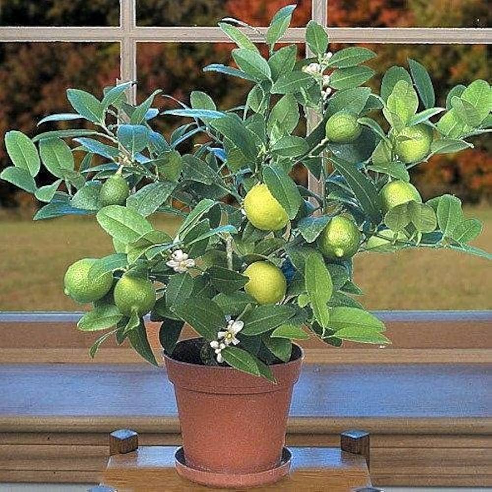 Lime Dwarf Tree Citrus aurantiifolia for planting in home garden