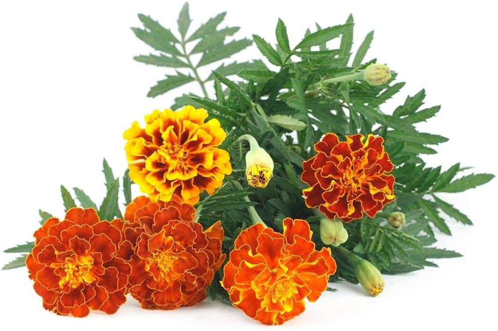 Dainty Marietta Marigold Tagetes patula for planting in vegetable patch
