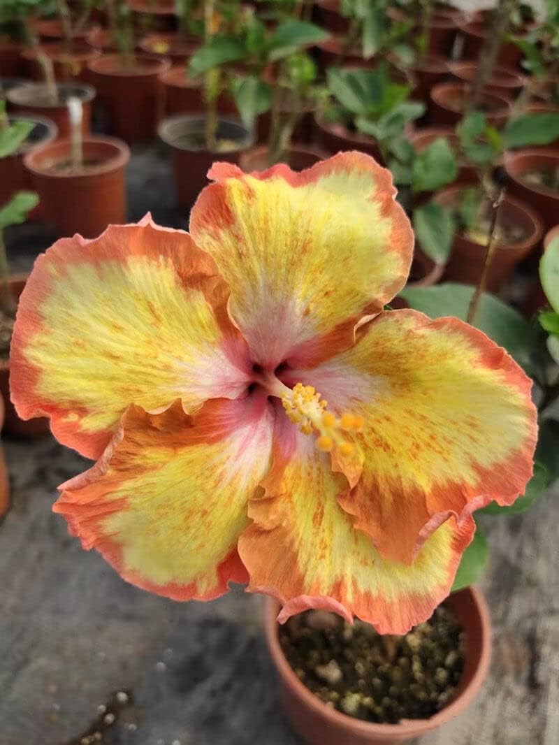 White Sweet Pea Flower Seeds – Heirloom & NonGMO DroughtTolerant Blooms for Home Gardens
 
 Sale for planting in home garden