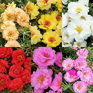 Ruby Jewel Moss Rose Portulaca seeds for vibrant blooms