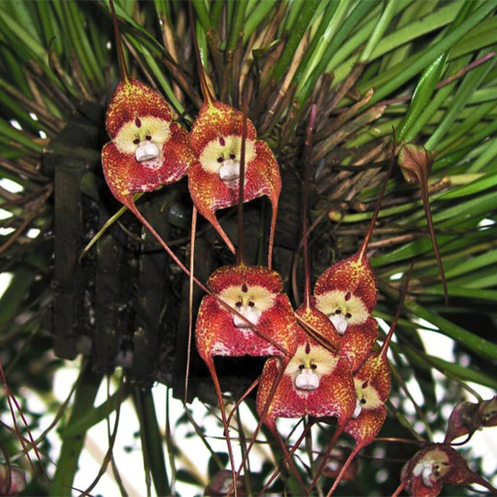 Monkey Face Orchid Dracula simia for planting in orchid garden