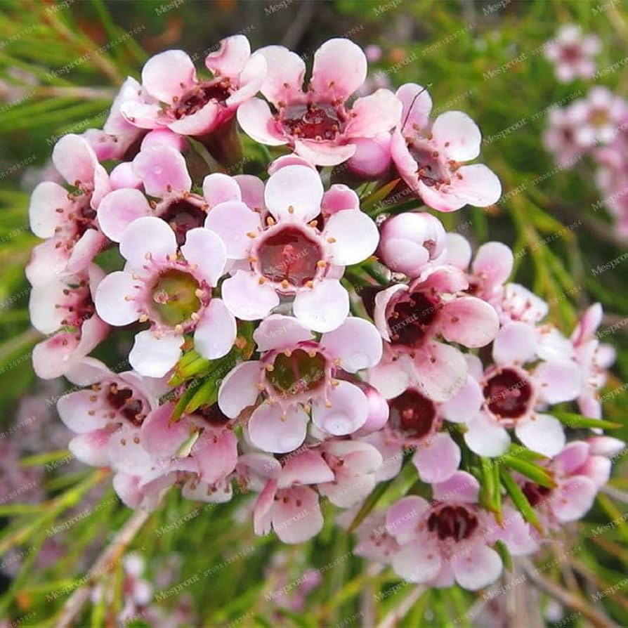 Mischfarbe Geraldton Wachsblume Eremophila spp. for planting in flower bed