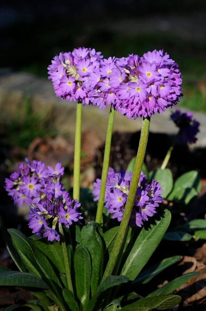 Primula Primula spp for planting in flower bed