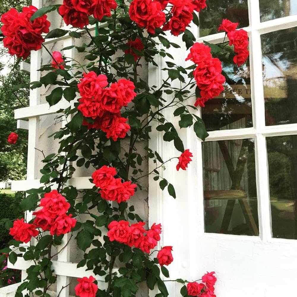 Vertical Beauty: Climbing Rose Seeds For Planting Flower