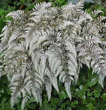 Grey Fern Plant Seeds For Planting - Add Unique Greenery To Your Garden