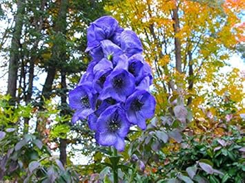 Blue Monkshood Flower seeds for Planting - Colorful Display, Heirloom & GMO Free Seeds for Home Garden
 
 Sale for planting in home garden.