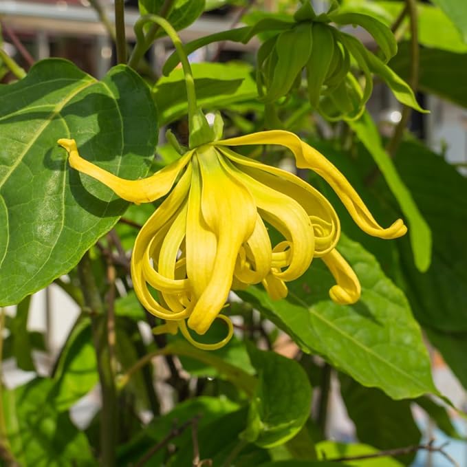 Yellow Cananga Flower seeds for Planting - Compact Growth, Heirloom & GMO Free Seeds for Home Garden
 
 Sale for planting in home garden