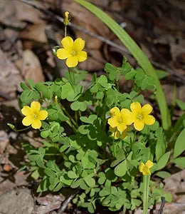 Oxalis Laciniata Oxalis spp for planting in flower bed