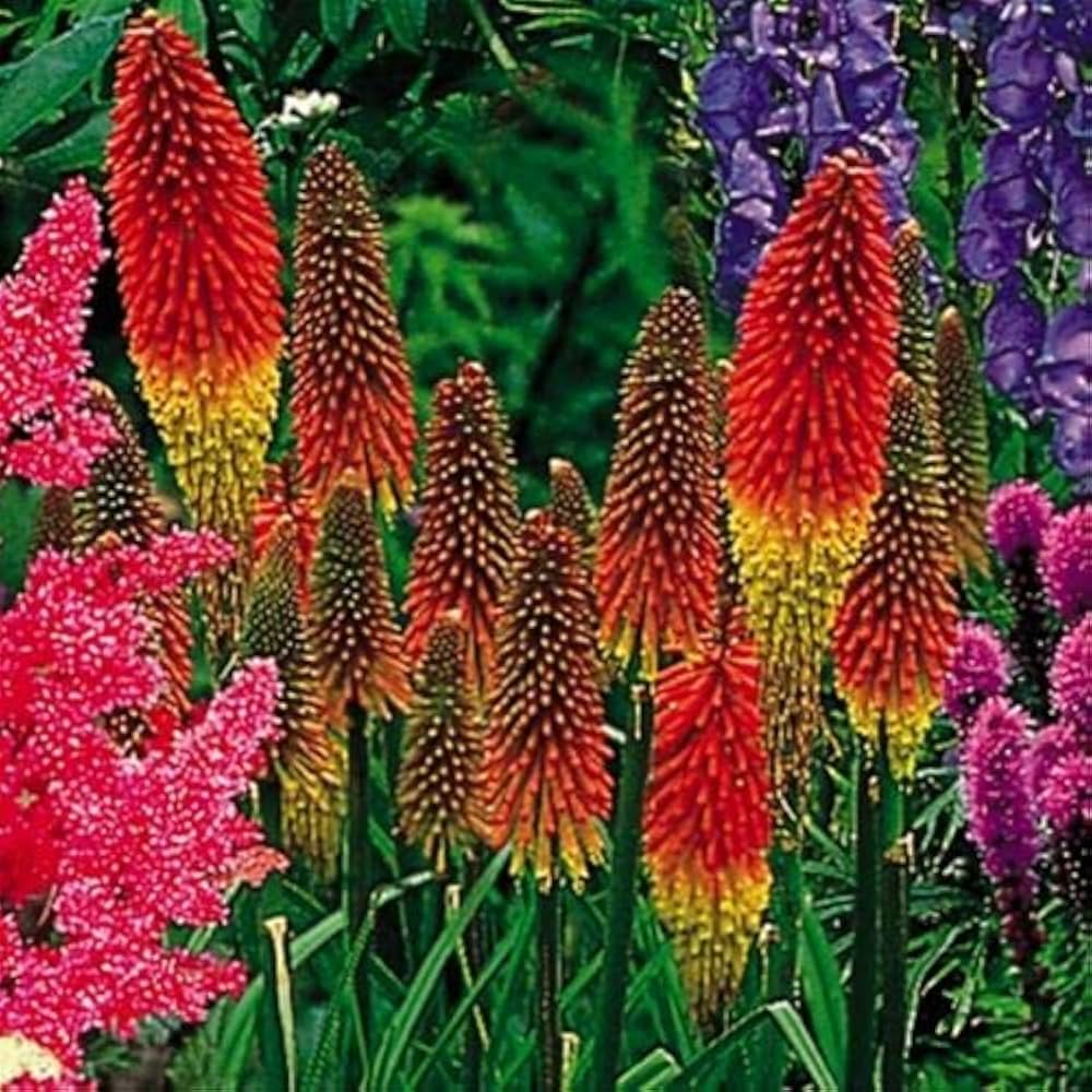 Mixed Bonsai Torch Lily Kniphofia uvaria flower seeds