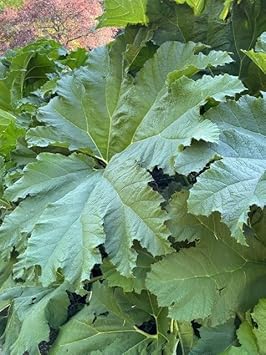 Gunnera Manicata Flower seeds for Planting Shade Tolerant Heirloom & GMO Free Seeds for Home Garden 
 
 Sale for planting in home garden