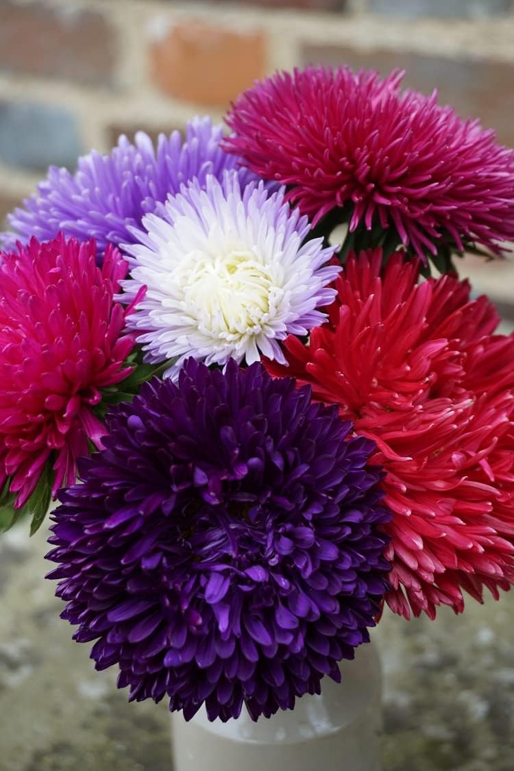 Mixed Callistephus Flower seeds for Planting Premium Quality Heirloom & GMO Free Seeds for Home Garden 
 
 Sale for planting in home garden