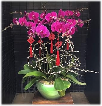 Pink Butterfly Orchid Flower seeds for Planting - Fragrant Blossoms, Heirloom & GMO Free Seeds for Home Garden
 
 Sale for planting in home garden.