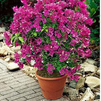 Thick Pink Bougainvillea Flower seeds for Planting - Compact Growth, Heirloom & GMO Free Seeds for Home Garden
 
 Sale for planting in home garden.