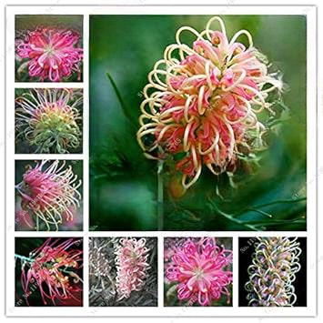 Mixed Grevillea Flower seeds for Planting - Sun Loving, Heirloom & GMO Free Seeds for Home Garden
 
 Sale seeds for planting in home garden