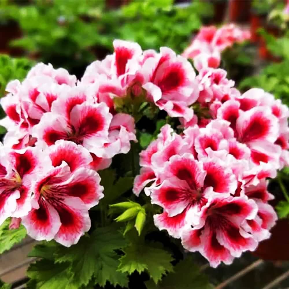 White Mix Geranium Seeds - Pelargonium Peltatum For Easy Planting