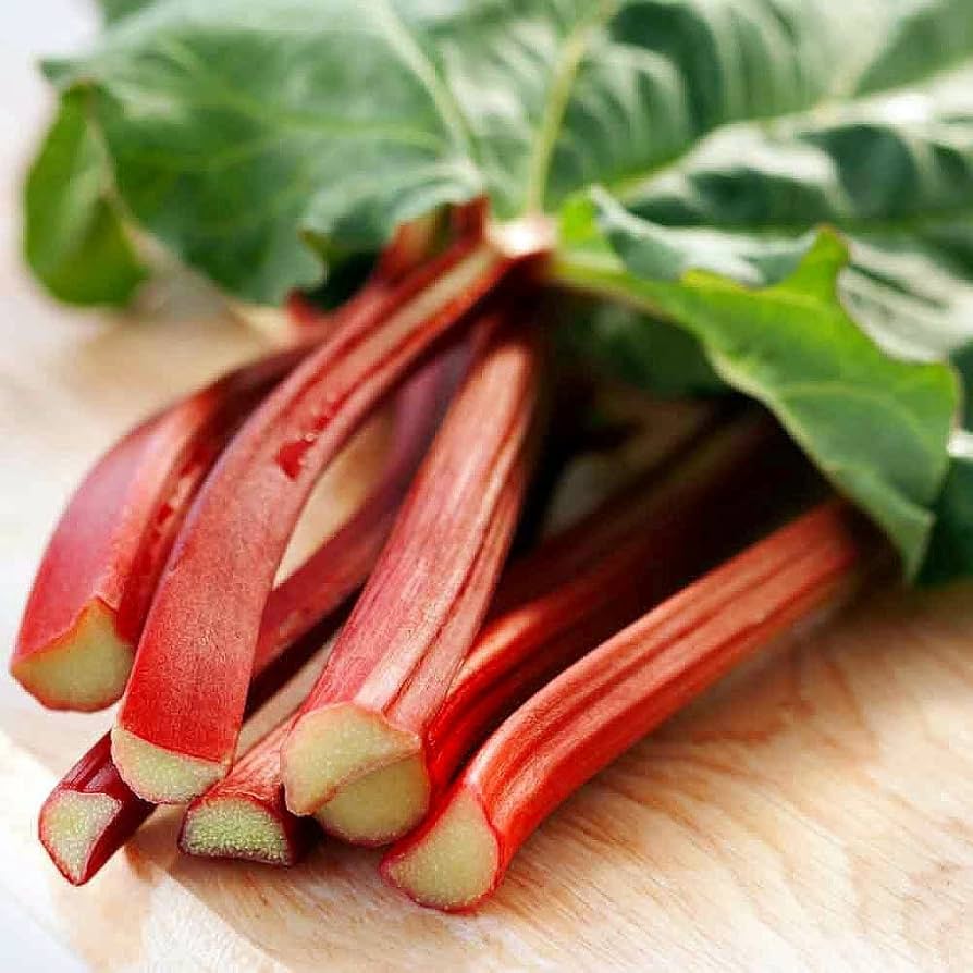 Rhubarb Rheum rhabarbarum for planting in vegetable patch.