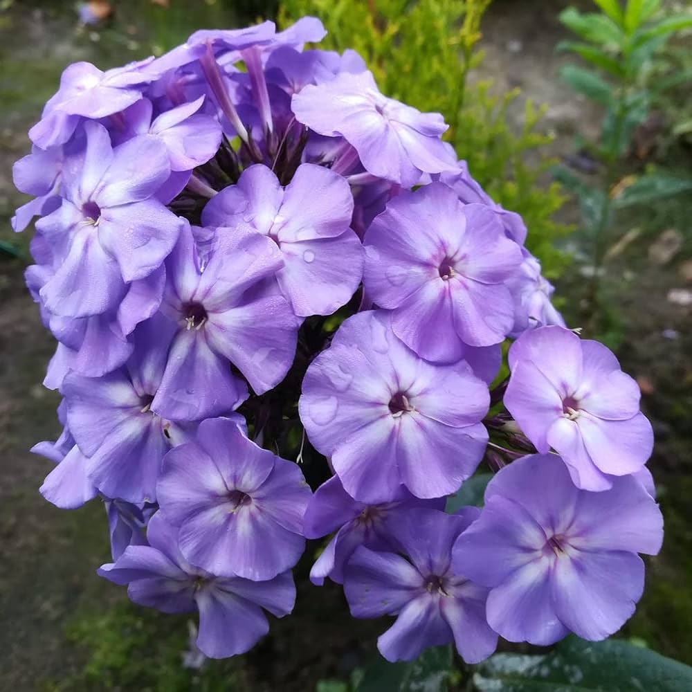 Midnight Bonbon Phlox Phlox paniculata for planting in flower bed