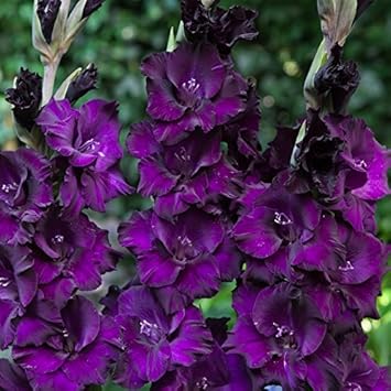 Deep Purple Gladiolus Seeds Flower seeds for Planting Pollinator Friendly Heirloom & GMO Free Seeds for Home Garden 
 
 Sale for planting in home garden