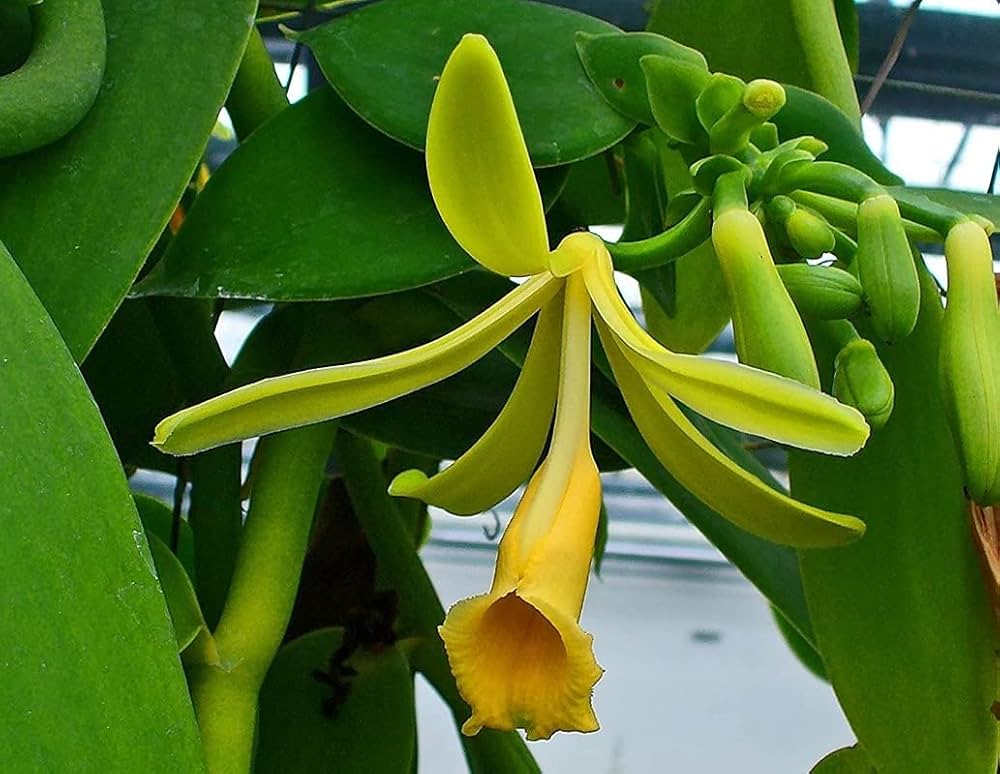 Sweet Vanilla Orchid Flower Seeds For Planting