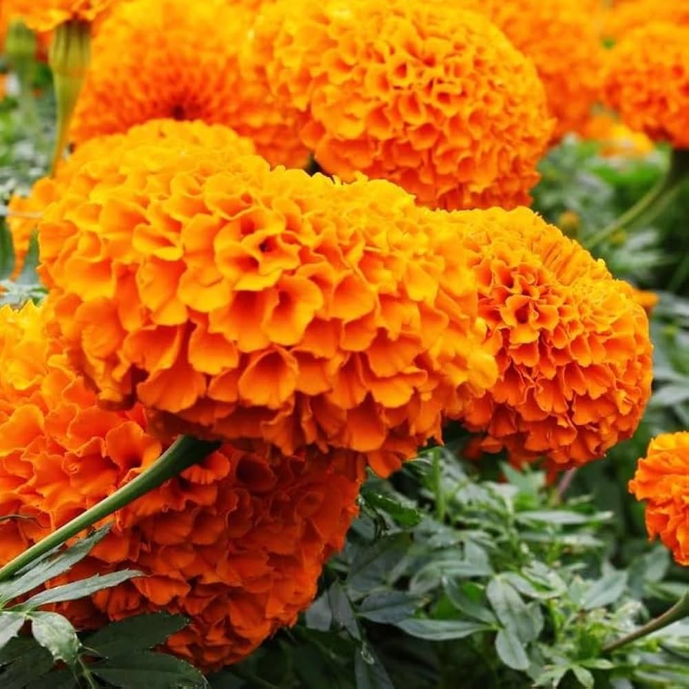 Carnation Dianthus caryophyllus Orange for planting in home garden