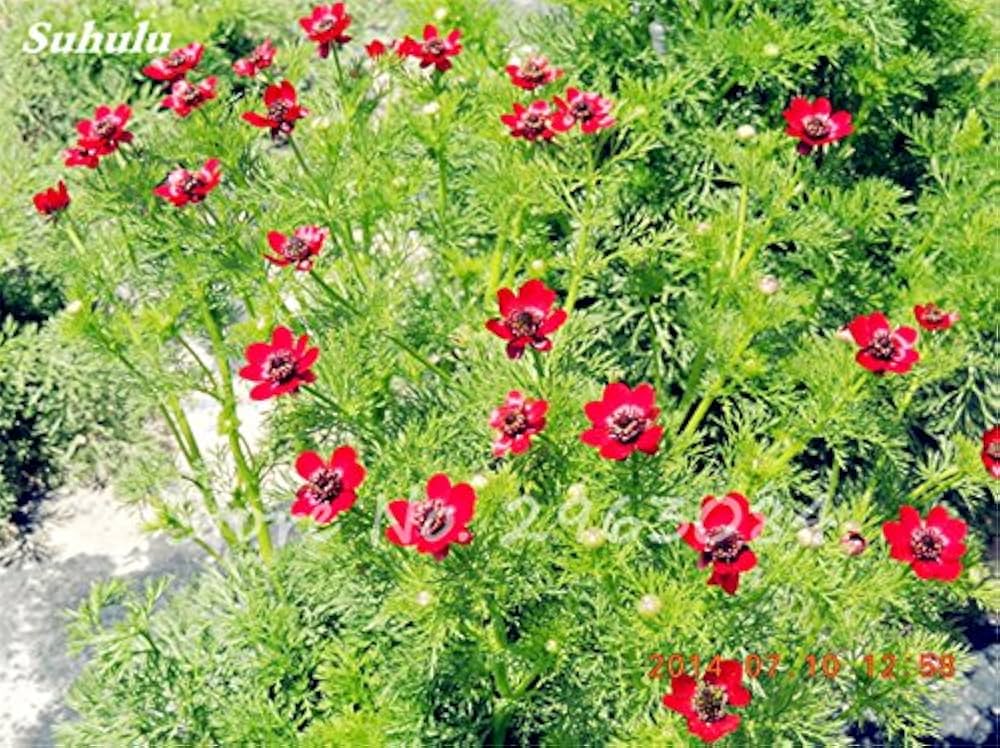 Red Adonis Aestiva seeds for striking red flowers