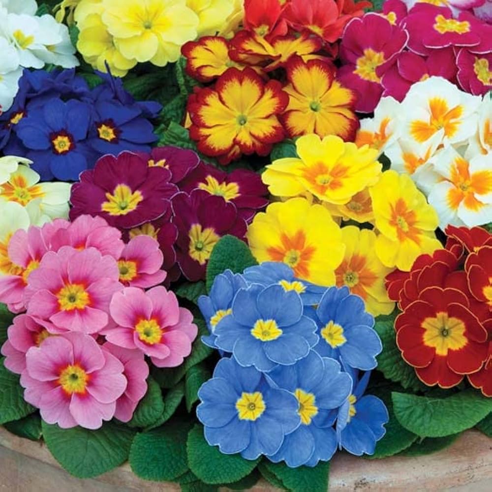 Mixed Color Primula Vulgaris Seeds for planting in flower bed