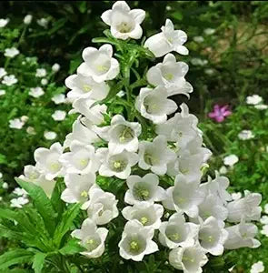 Pure White Heirloom Campanula Canterbury Bells seeds