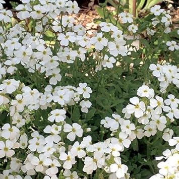 Aubrieta Cultorum White Planting Seeds