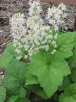 White Tiarella Wherryi Flower seeds for Planting - Low Maintenance, Heirloom & GMO Free Seeds for Home Garden
 
 Sale for planting in home garden