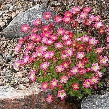 Pink Saxifraga Flower seeds for Planting - Garden Favorite, Heirloom & GMO Free Seeds for Home Garden
 
 Sale seeds for home garden