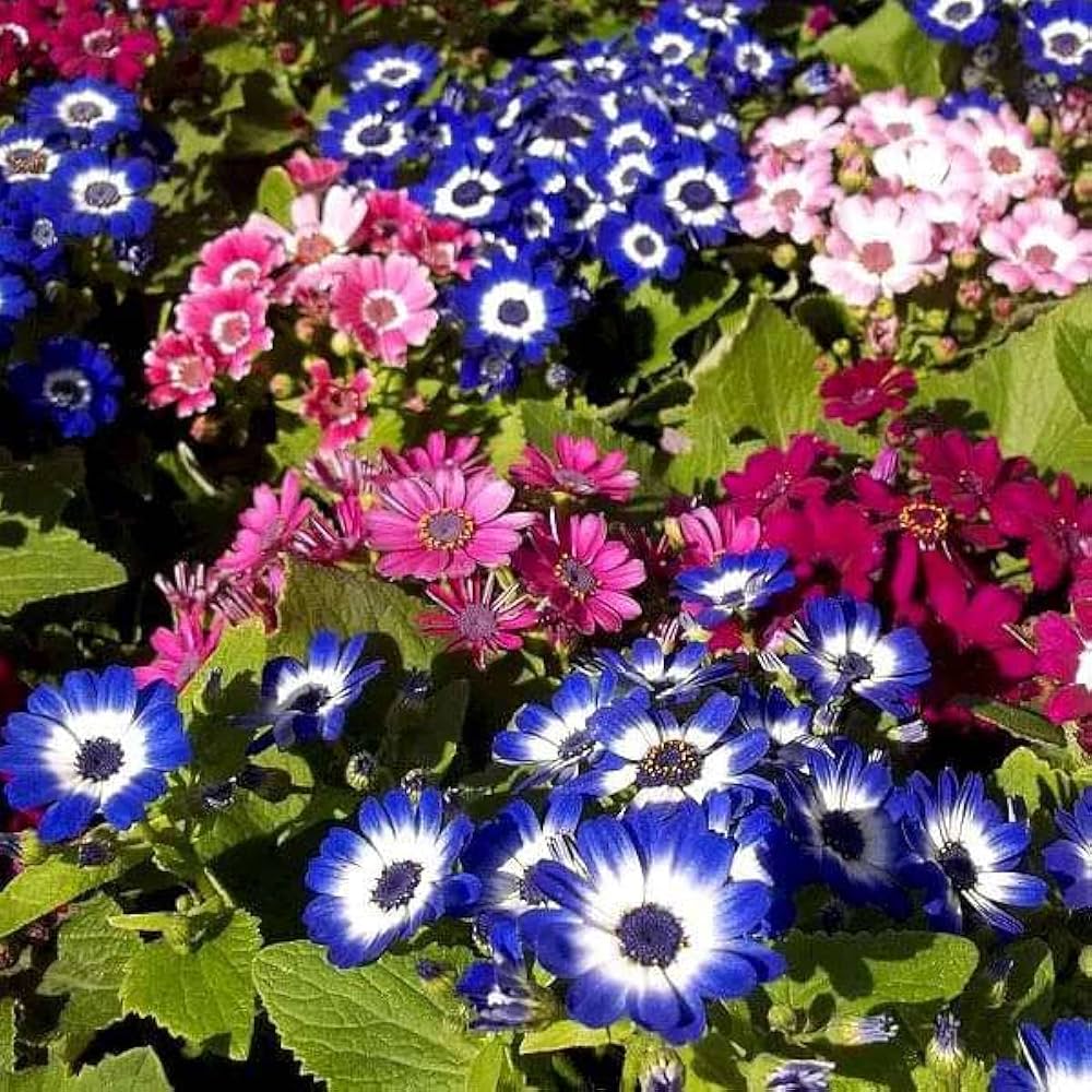 Mix Cineraria Flower seeds for Planting - Drought Tolerant, Heirloom & GMO Free Seeds for Home Garden
 
 Sale seeds for planting in home garden