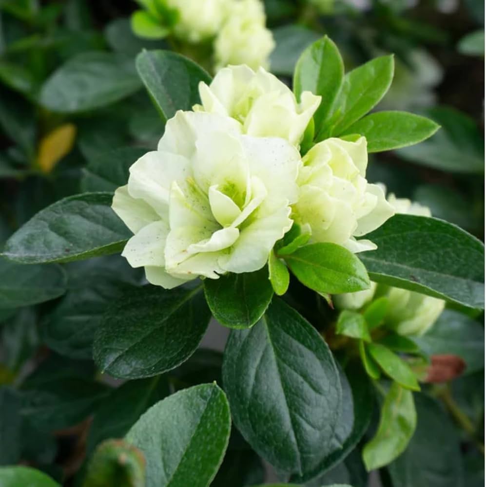 Rhododendron Azalea Flower Seeds For Planting Sea Green