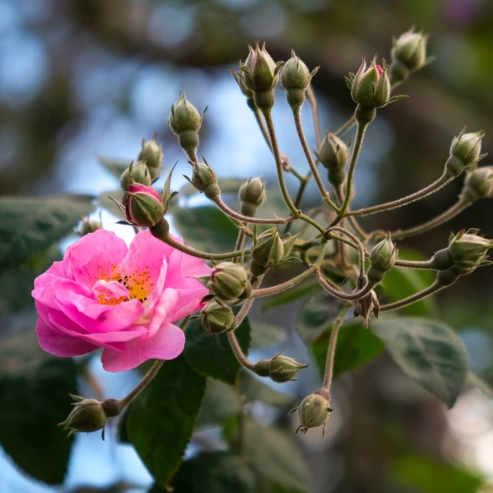 Dream Rose Rosa Chinensis Seeds for planting in romantic garden