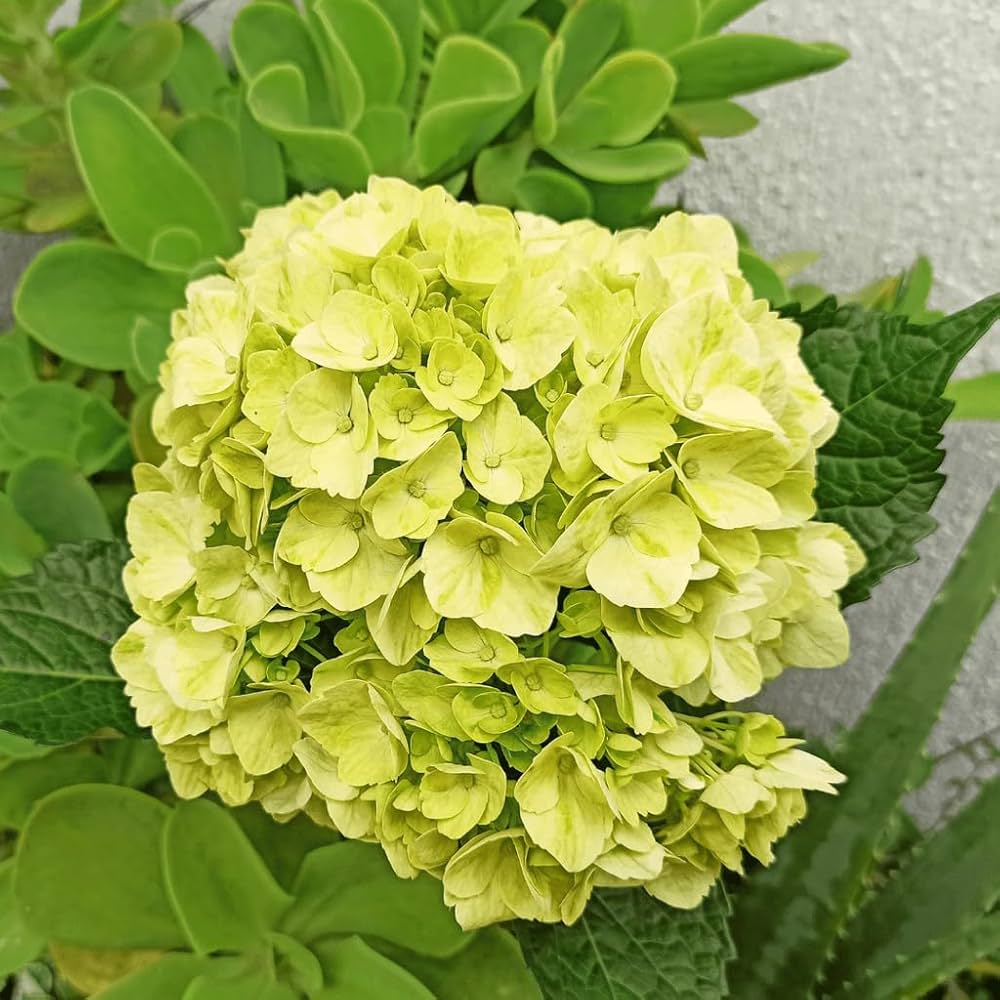Hydrangea macrophylla Green Cloud Flower seeds for Planting - Seasonal Bloomer, Heirloom & GMO Free Seeds for Home Garden
 
 Sale for planting in home garden.