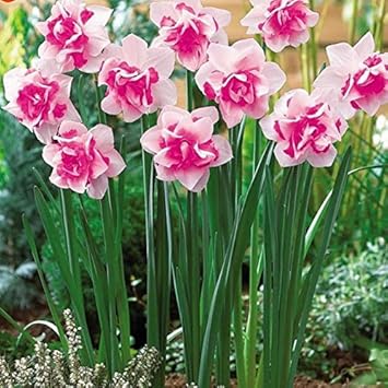 Pink Daffodils Flower seeds for Planting - Long Bloom Season, Heirloom & GMO Free Seeds for Home Garden
 
 Sale for planting in home garden