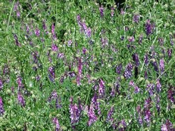 Blue Vetch Flower seeds for Planting - Shade Tolerant, Heirloom & GMO Free Seeds for Home Garden
 
 Sale for planting in home garden.