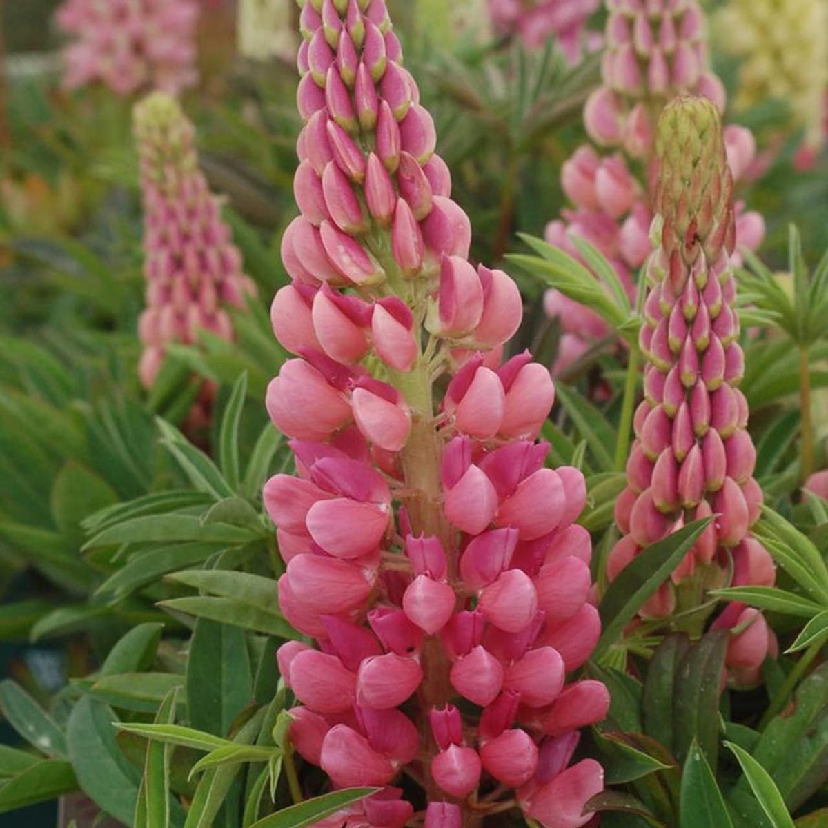 Light Pink Lupine Flower seeds for Planting - Drought Tolerant, Heirloom & GMO Free Seeds for Home Garden
 
 Sale seeds for planting in home garden