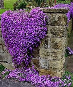 Purple Cress Flower seeds for Planting - Colorful Display, Heirloom & GMO Free Seeds for Home Garden
 
 Sale for planting in home garden